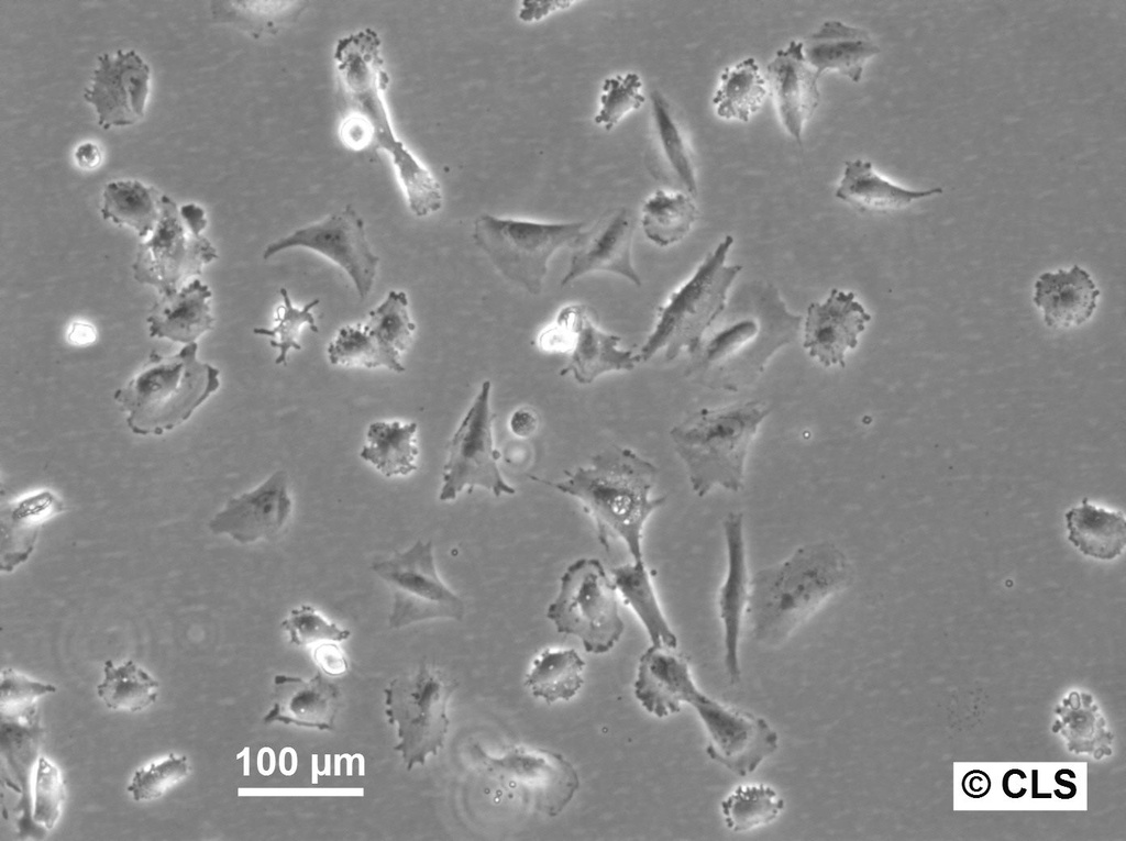 HROG17 Cells