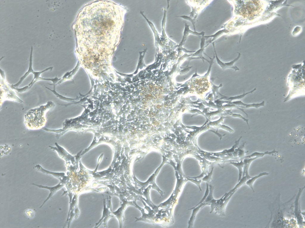 CADO-ES1 Cells