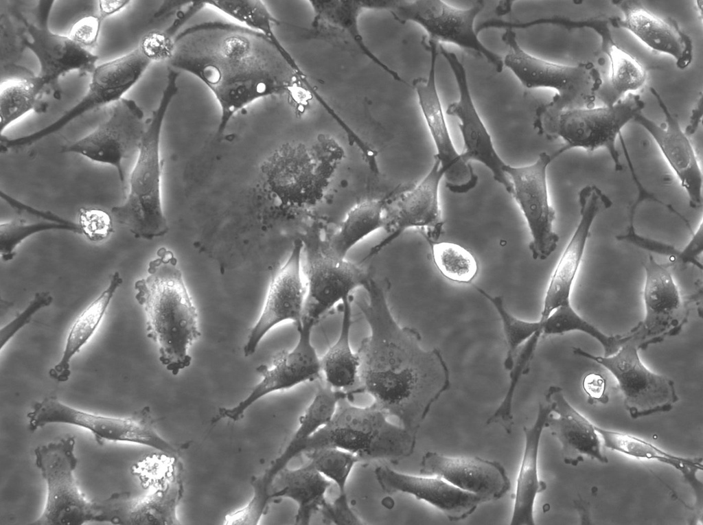 BT-549 Cells