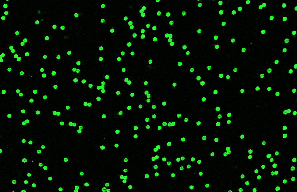 Green PS Fluorescent Particles, 21 um