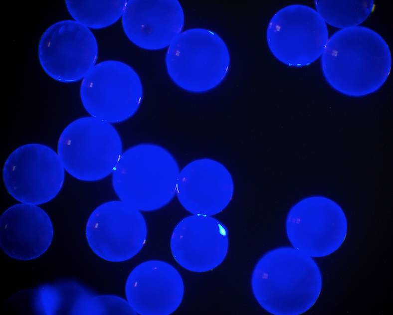 Blue PS Fluorescent Particles, 17 um-COOH