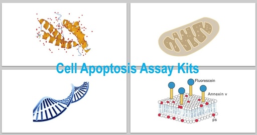 [KS-CELL-299] Annexin V – Elab Fluor® Violet 500/PI Apoptosis Kit